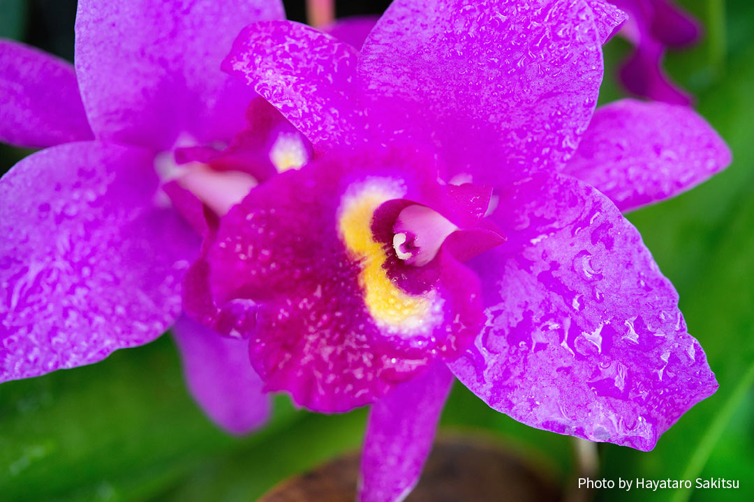 ハワイのラン オーキッド アヌヘア ハワイの花 植物 野鳥図鑑 Orchids In Hawaiʻi