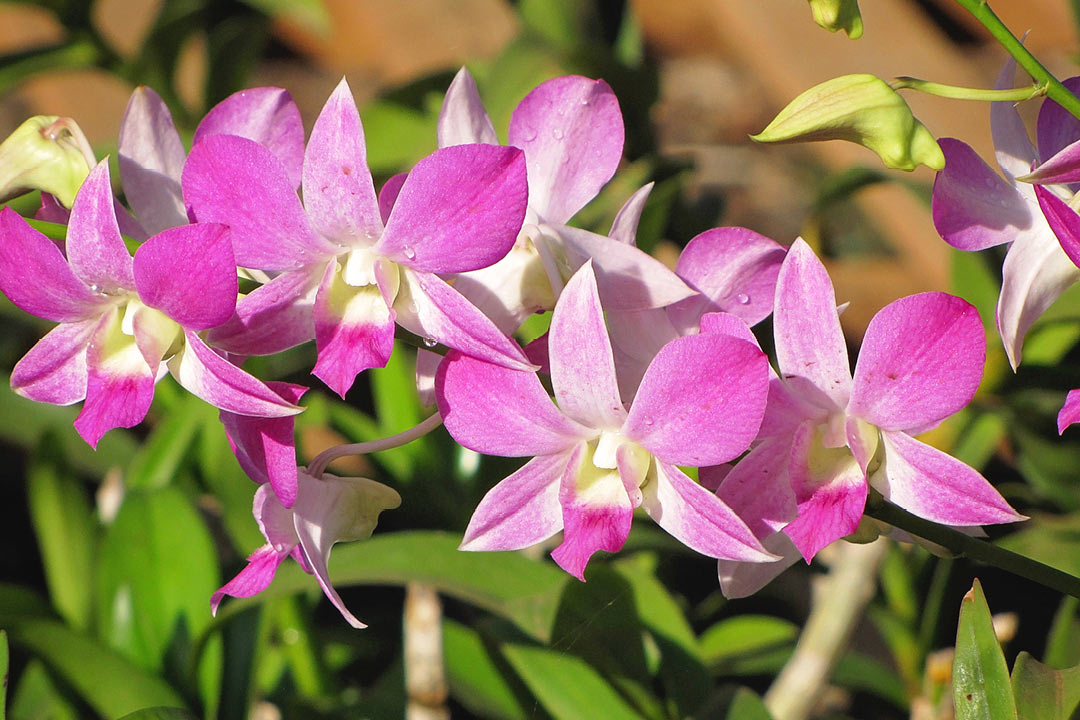 ハワイのラン オーキッド アヌヘア ハワイの花 植物 野鳥図鑑 Orchids In Hawaiʻi