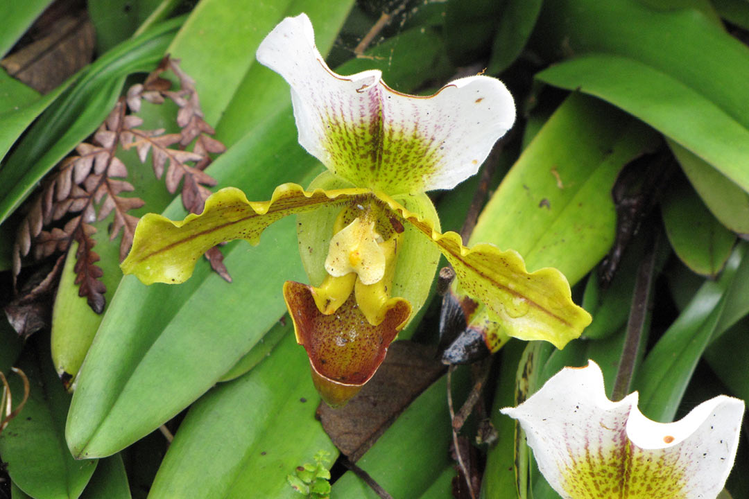 Paphiopedilum sp.