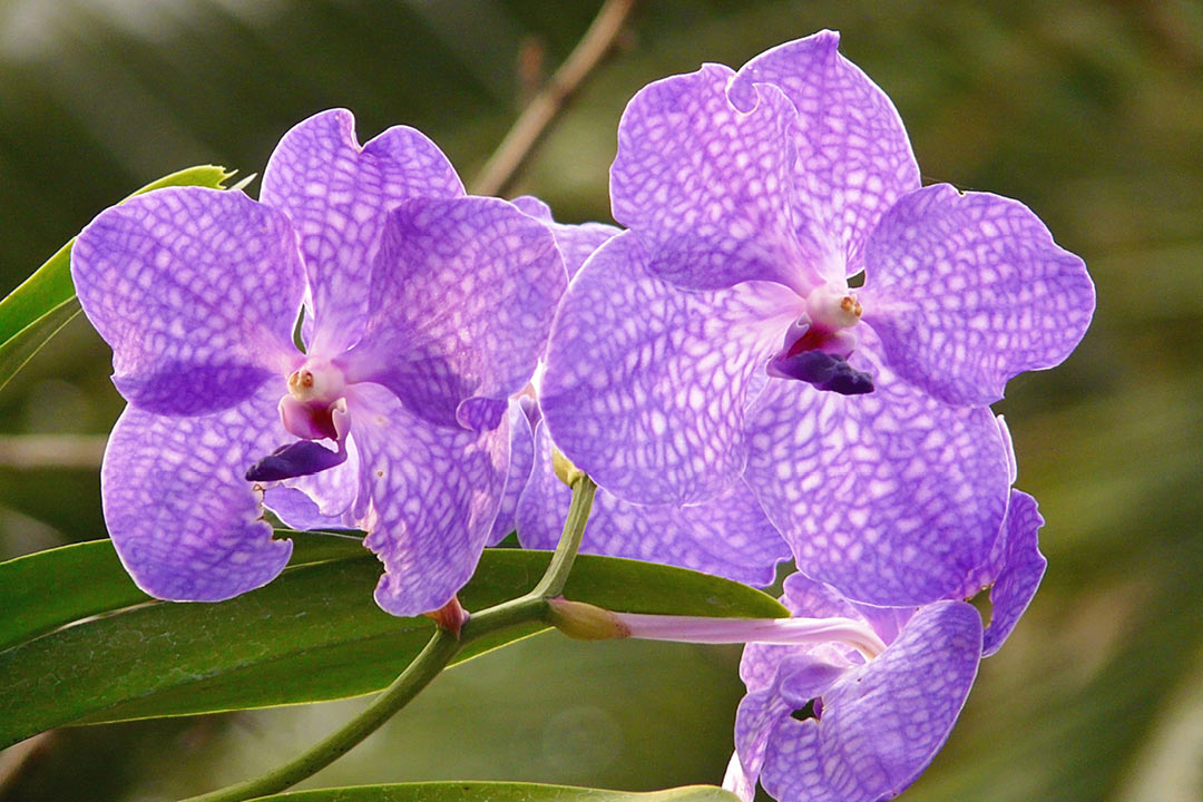 Vanda sp.