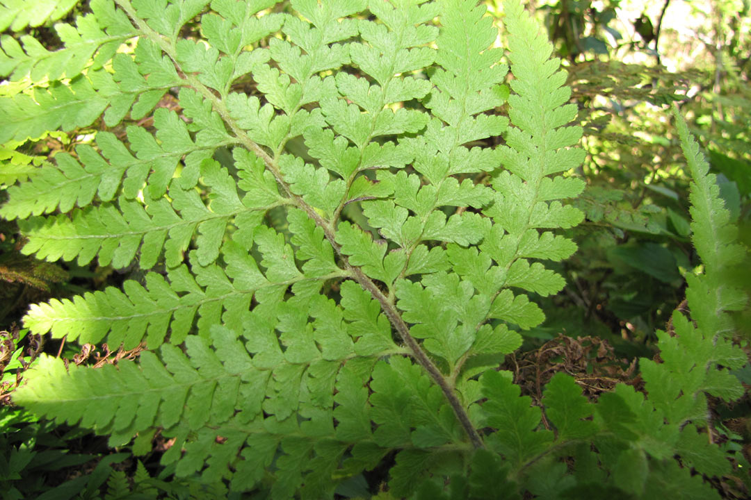 Microlepia strigosa var. mauiensis