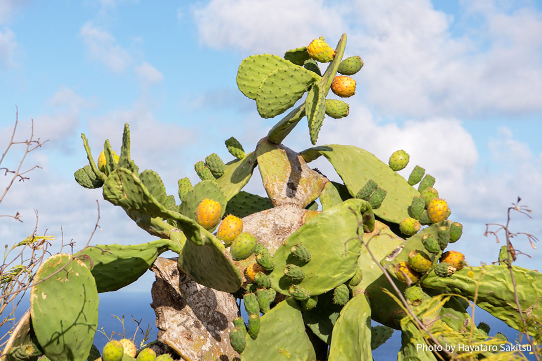 パーニニ（Opuntia ficus-indica）