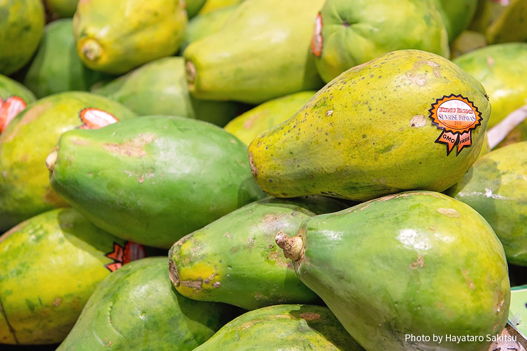 パパイア（Carica papaya）