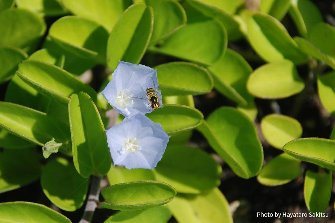 パーウーオヒイアカ（Jacquemontia ovalifolia）