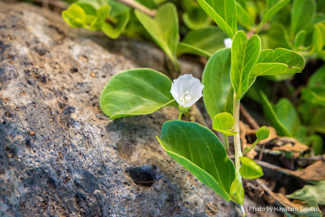 パーウーオヒイアカ（Jacquemontia ovalifolia）