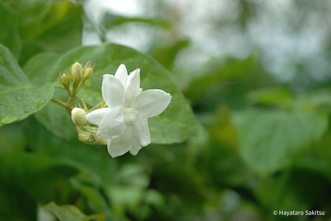 マツリカ ピーカケ ピカケ アヌヘア ハワイの花 植物 野鳥図鑑 Arabian Jasmine Or Pikake Jasminum Sambac