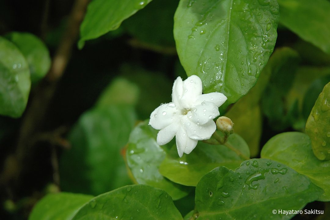 マツリカ ピーカケ ピカケ アヌヘア ハワイの花 植物 野鳥図鑑 Arabian Jasmine Or Pikake Jasminum Sambac