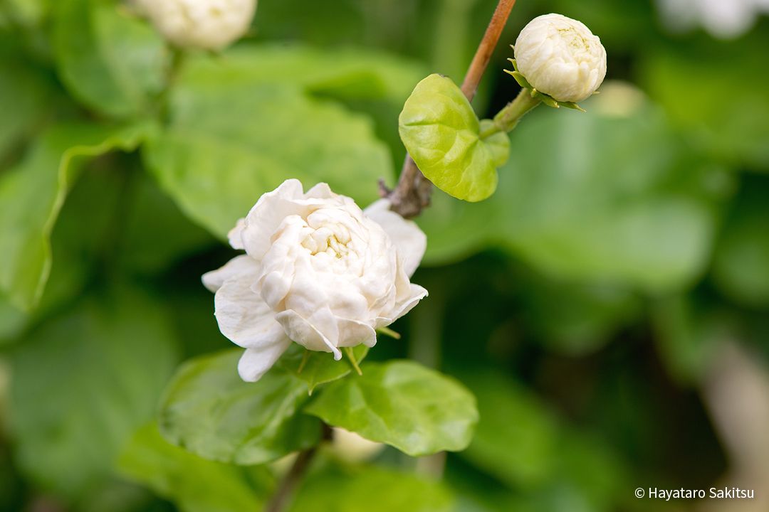 マツリカ ピーカケ ピカケ アヌヘア ハワイの花 植物 野鳥図鑑 Arabian Jasmine Or Pikake Jasminum Sambac