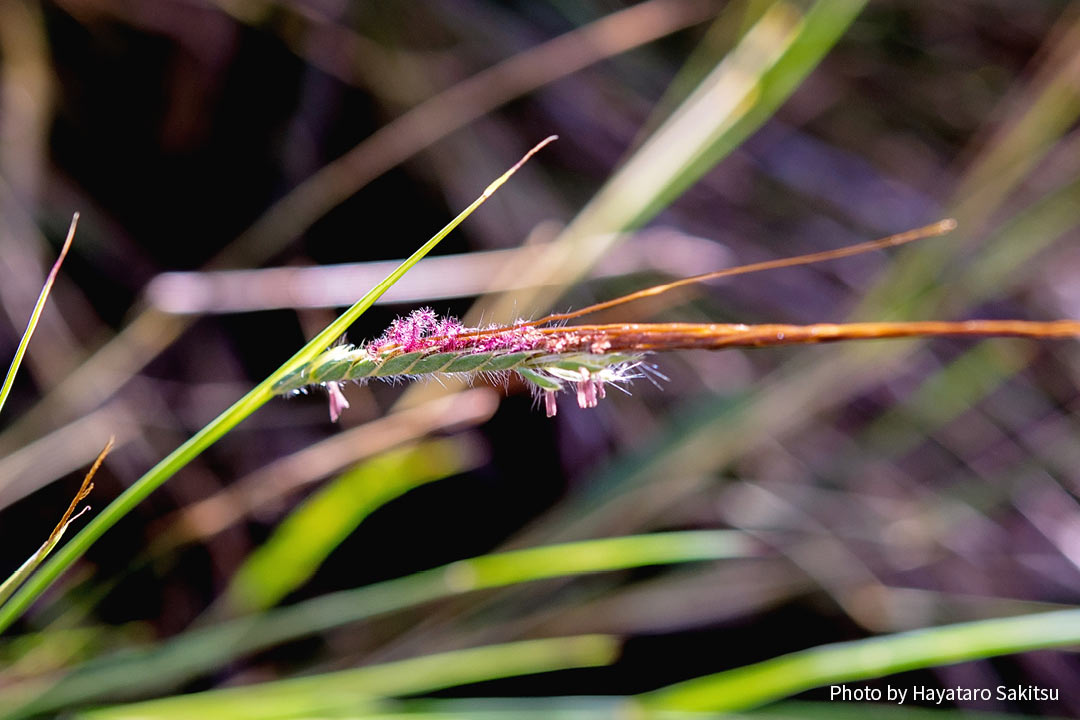 ピリ（Heteropogon contortus）