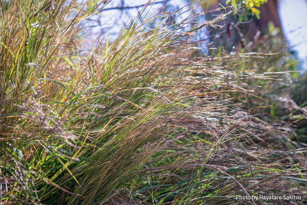 ピリ（Heteropogon contortus）