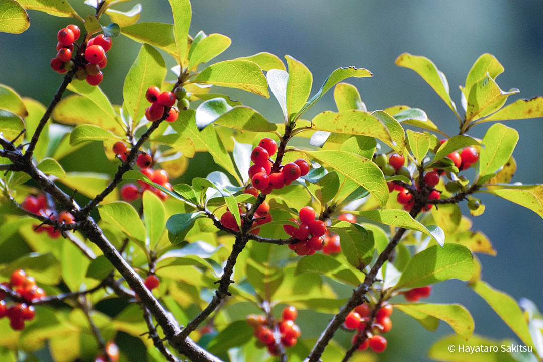 ピロ（Coprosma kauensis）