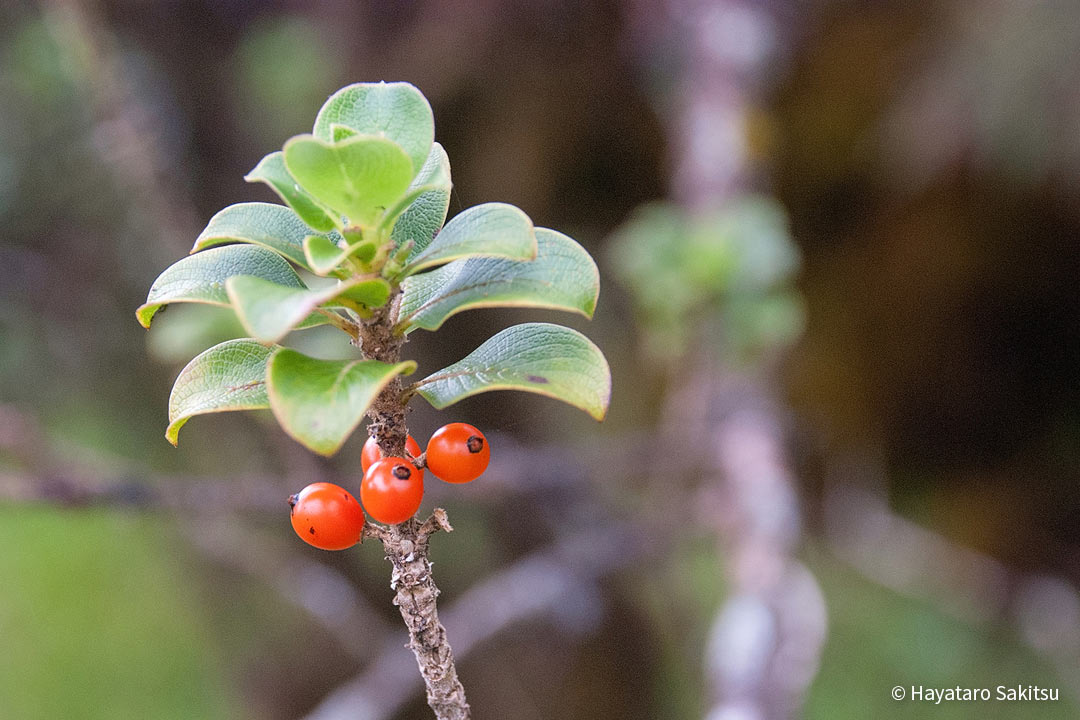 ピロ（Coprosma ochracea）