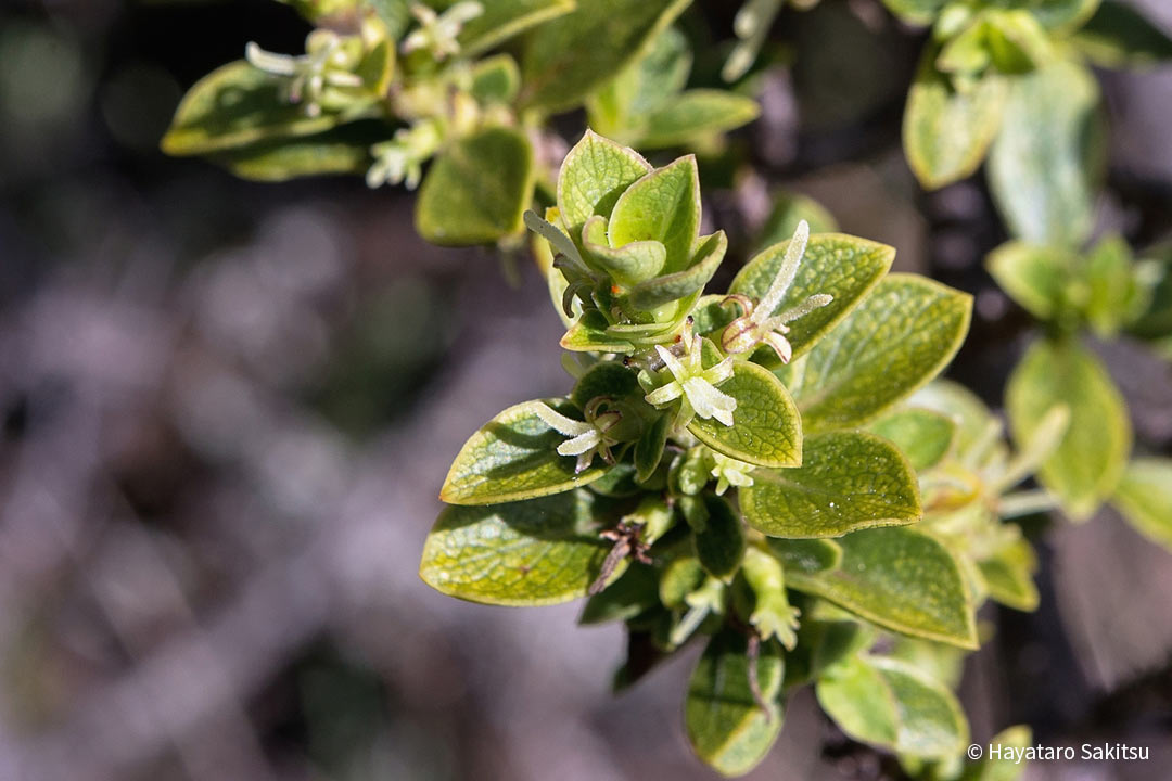 ピロ（Coprosma montana）雌花