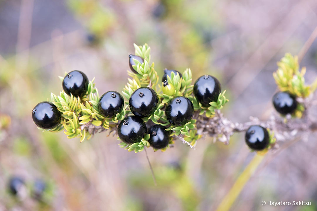 クーカエネーネー（Coprosma ernodeoides）