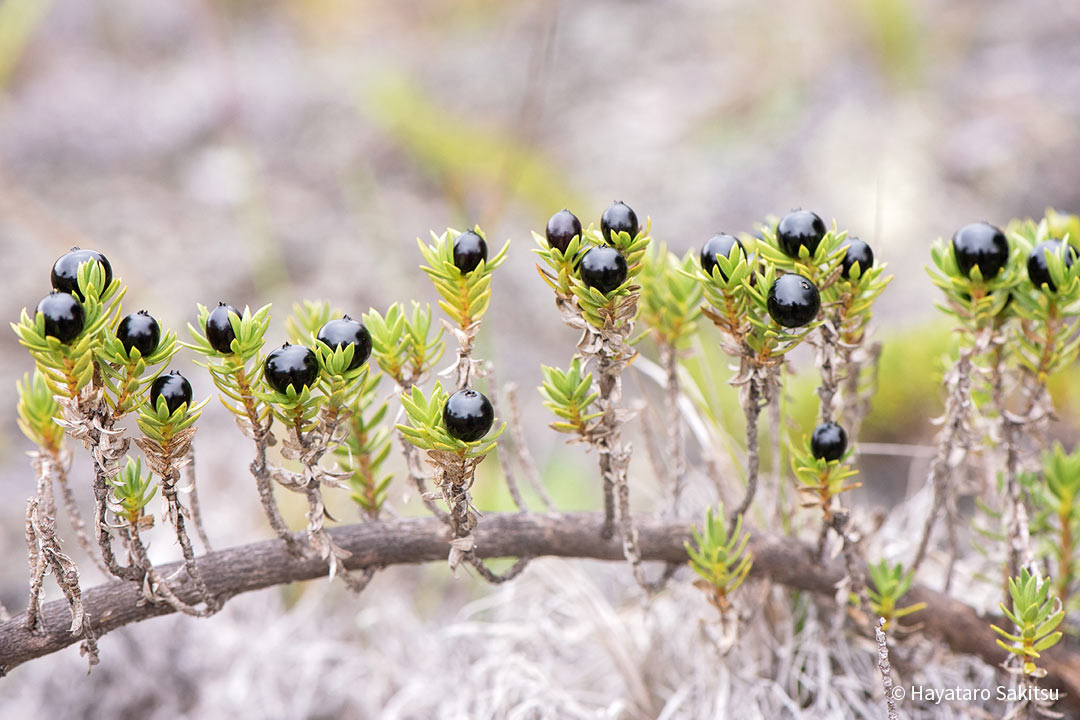 クーカエネーネー（Coprosma ernodeoides）