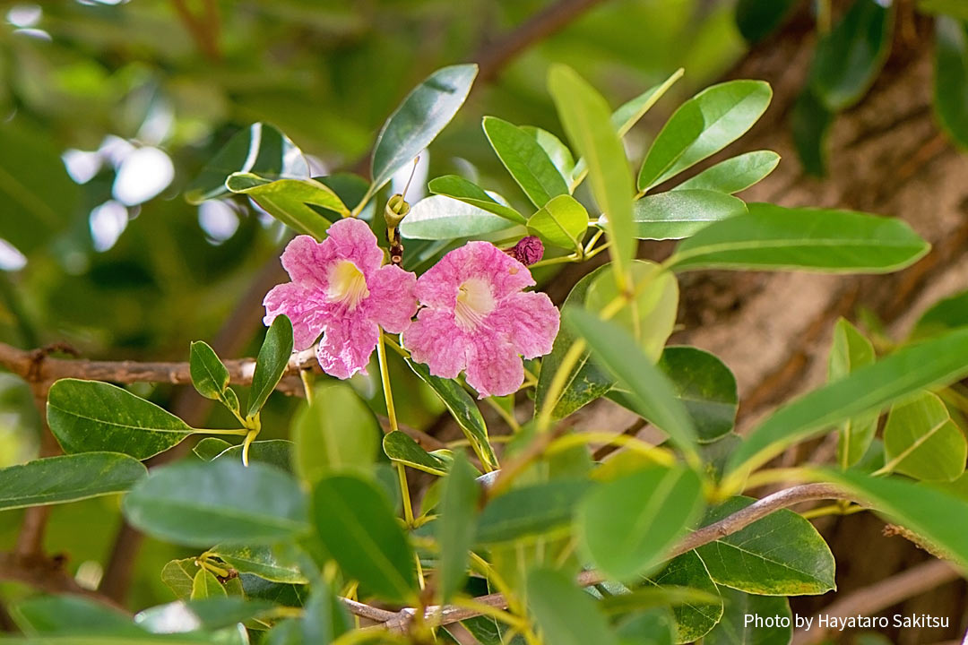 ピンクテコマ（Tabebuia heterophylla）