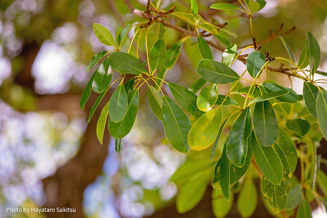 ピンクテコマ（Tabebuia heterophylla）