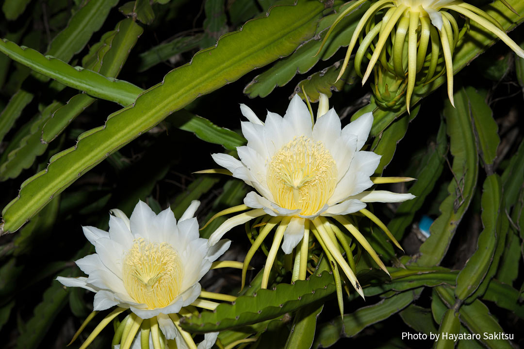 ピタヤ（ドラゴンフルーツ、Hylocereus undatus）