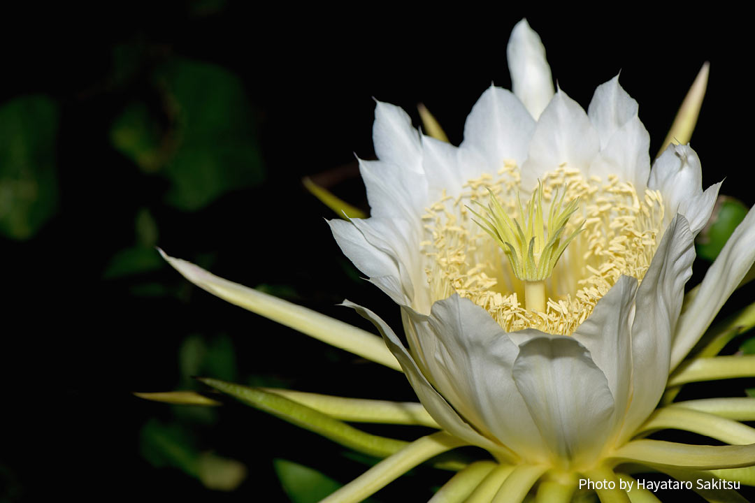 ピタヤ（ドラゴンフルーツ、Hylocereus undatus）