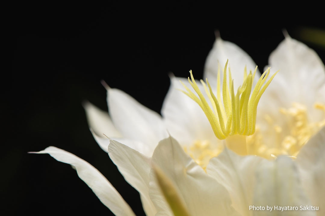 夜に咲くピタヤの花