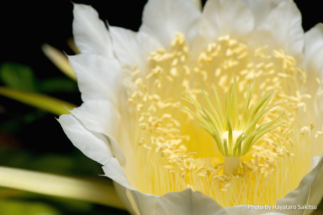 ピタヤ（ドラゴンフルーツ、Hylocereus undatus）