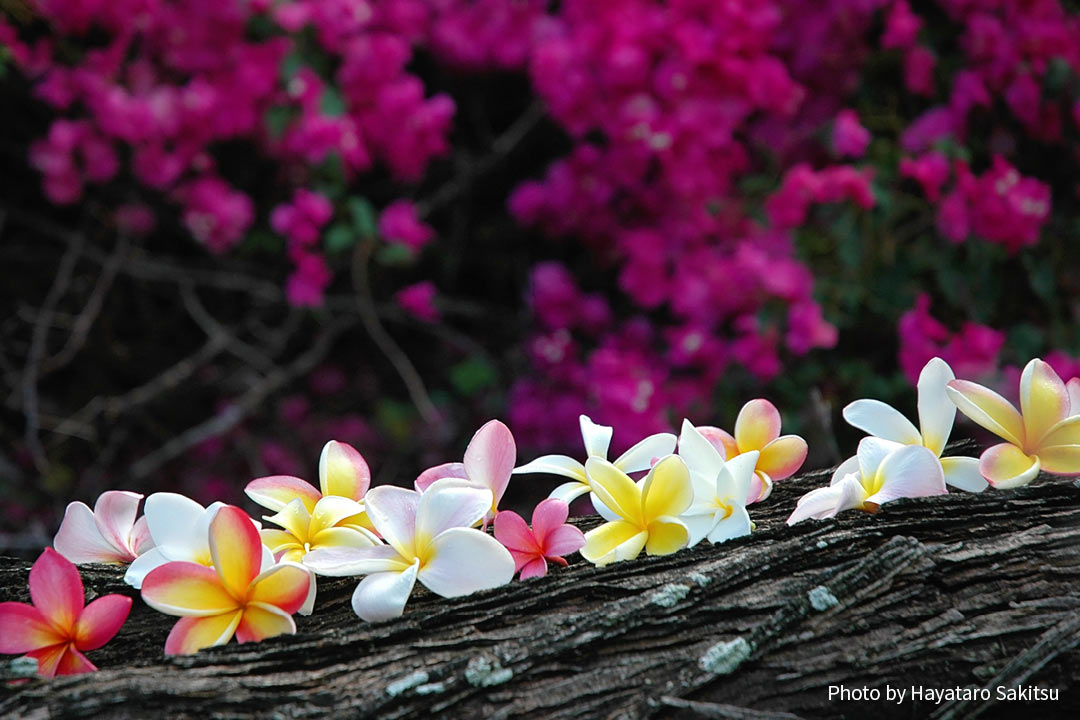 プルメリア アヌヘア ハワイの花 植物 野鳥図鑑 Plumeria