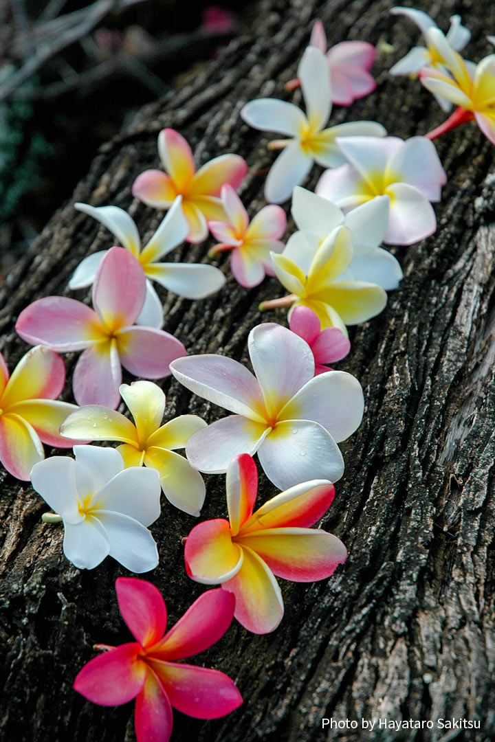 プルメリア アヌヘア ハワイの花 植物 野鳥図鑑 Plumeria