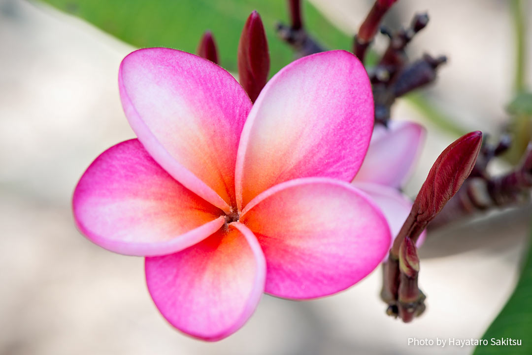 プルメリア アヌヘア ハワイの花 植物 野鳥図鑑 Plumeria