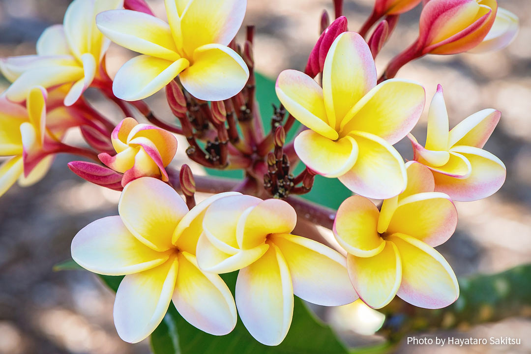 プルメリア アヌヘア ハワイの花 植物 野鳥図鑑 Plumeria