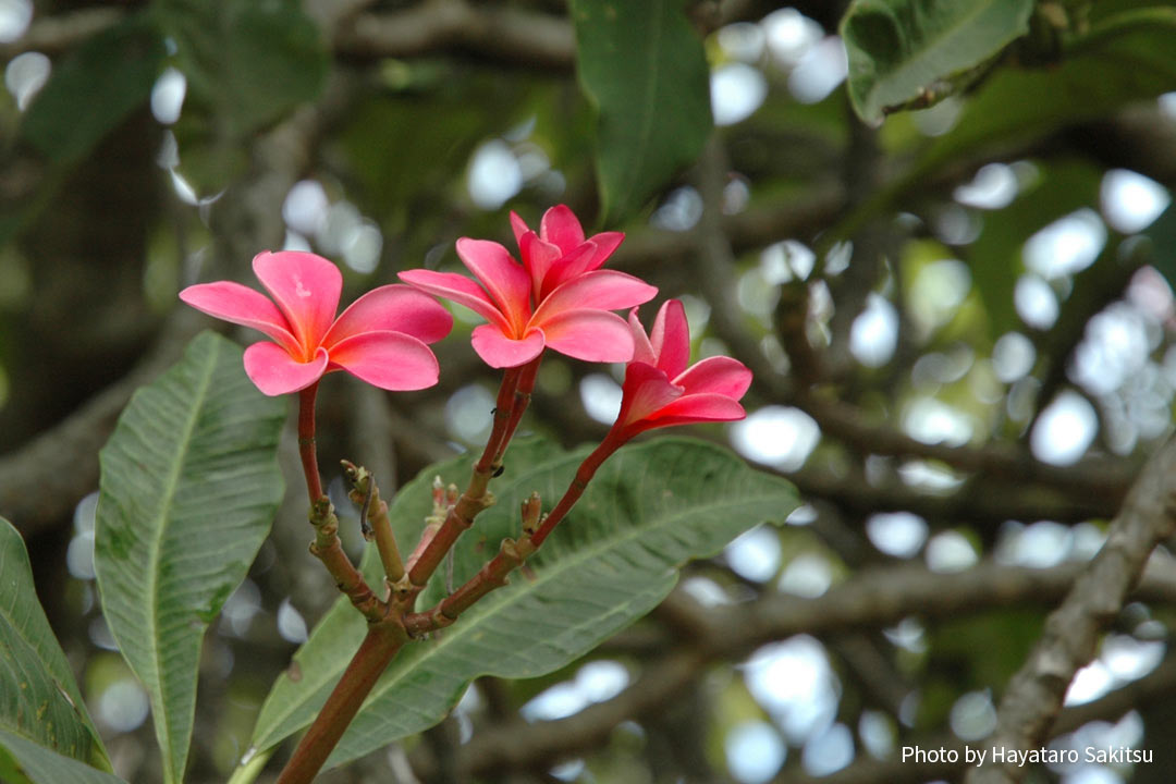 プルメリア | アヌヘア：ハワイの花・植物・野鳥図鑑 | plumeria