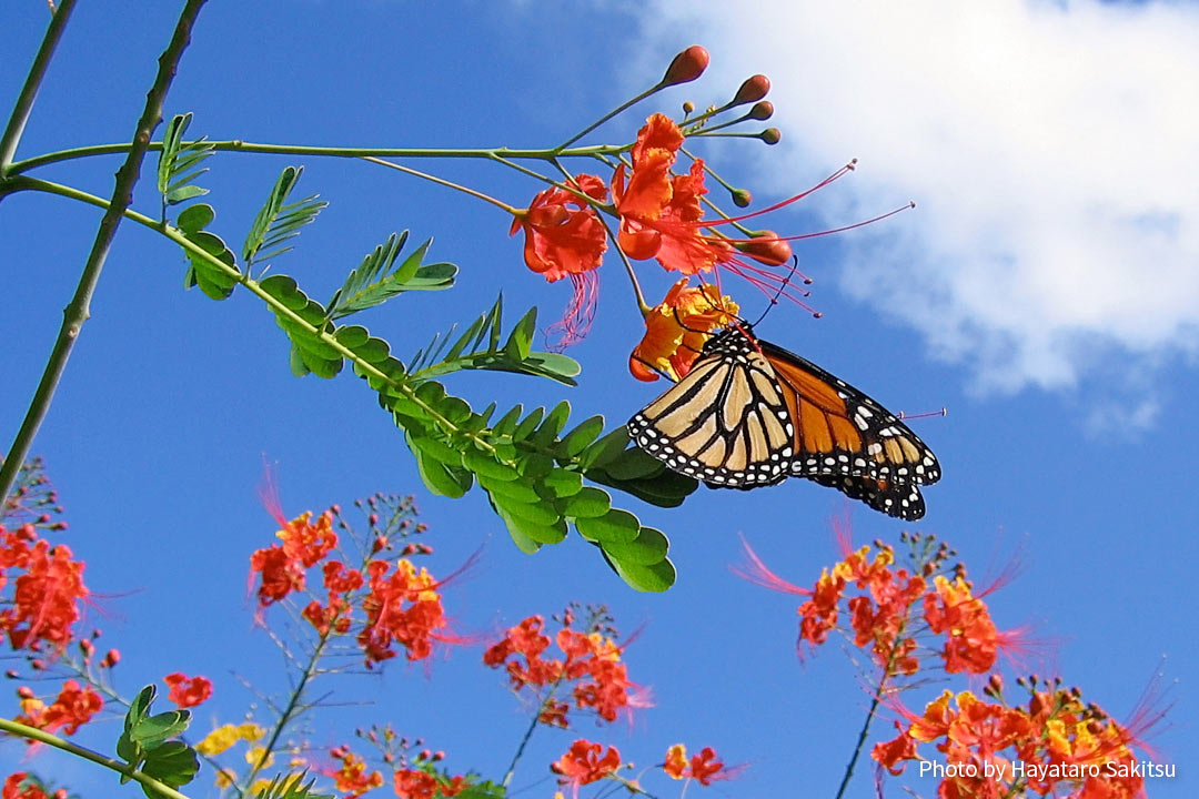 オオゴチョウ オハイ アリイ アヌヘア ハワイの花 植物 野鳥図鑑 Dwarf Poinciana Or Ohai Alii Caesalpinia Pulcherrima