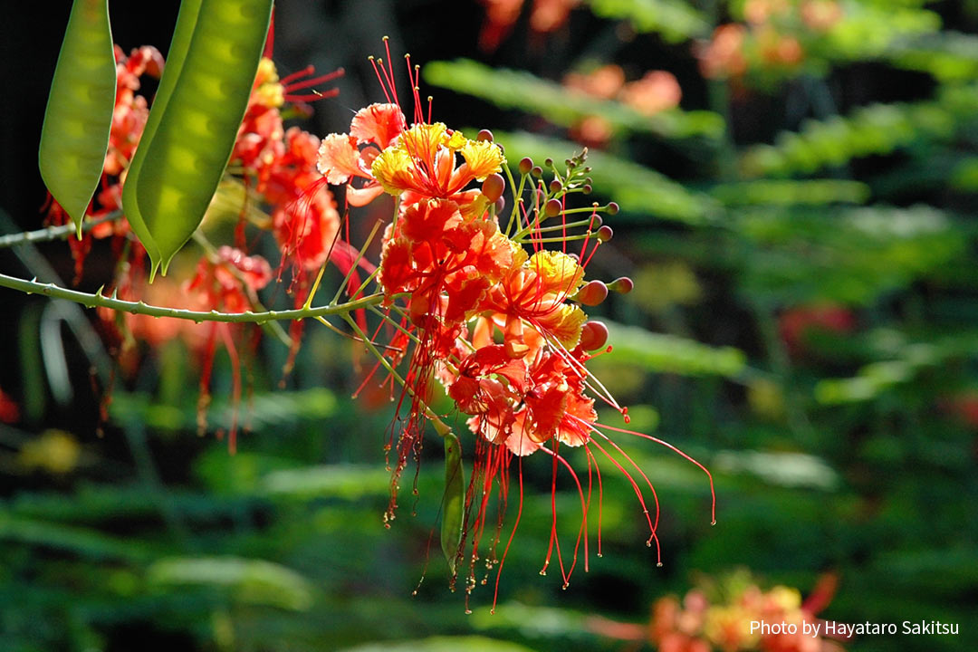 オオゴチョウ（オハイ・アリイ）Caesalpinia pulcherrima