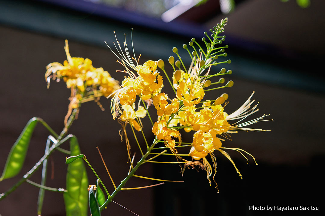 オオゴチョウ（オハイ・アリイ）Caesalpinia pulcherrima