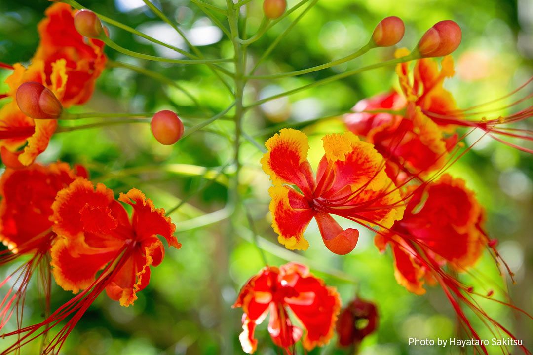 オオゴチョウ オハイ アリイ アヌヘア ハワイの花 植物 野鳥図鑑 Dwarf Poinciana Or Ohai Alii Caesalpinia Pulcherrima