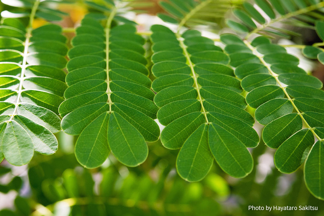 オオゴチョウ（オハイ・アリイ）Caesalpinia pulcherrima