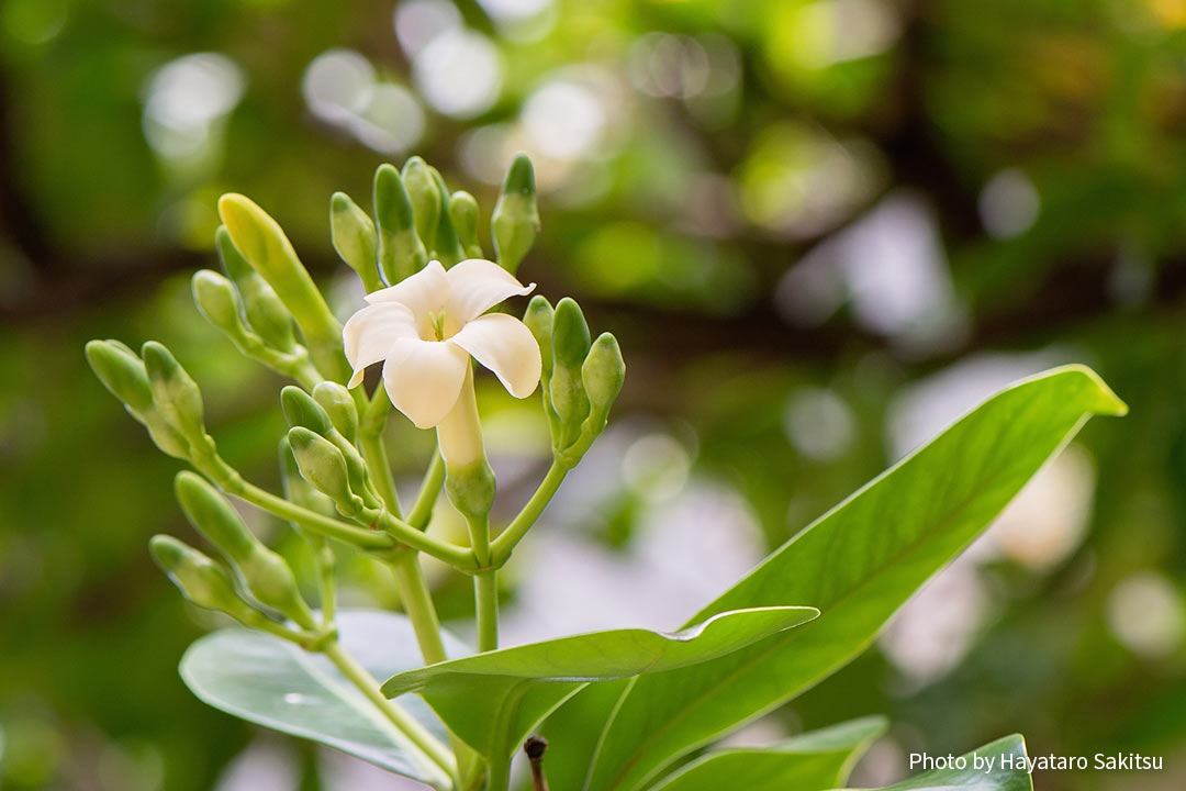 プア・ケニケニ（プアケニケニ） | アヌヘア：ハワイの花・植物・野鳥図鑑 | pua kenikeni (Fagraea berteriana)
