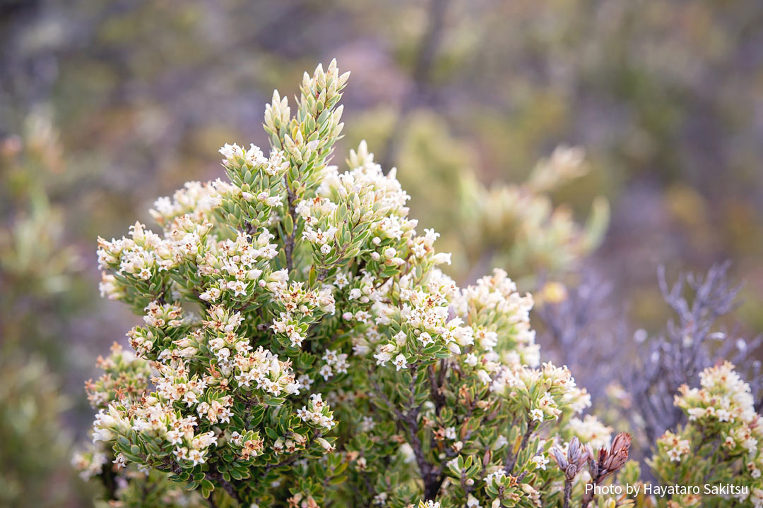 プーキアヴェ（Styphelia tameiameiae）