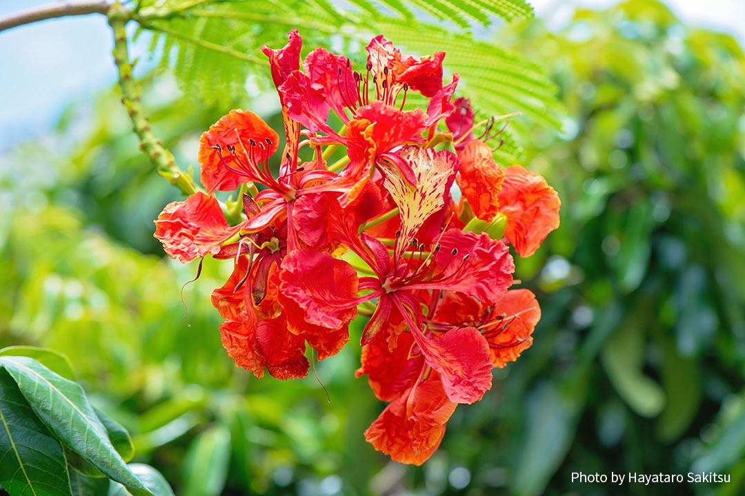 ホウオウボク（Delonix regia）