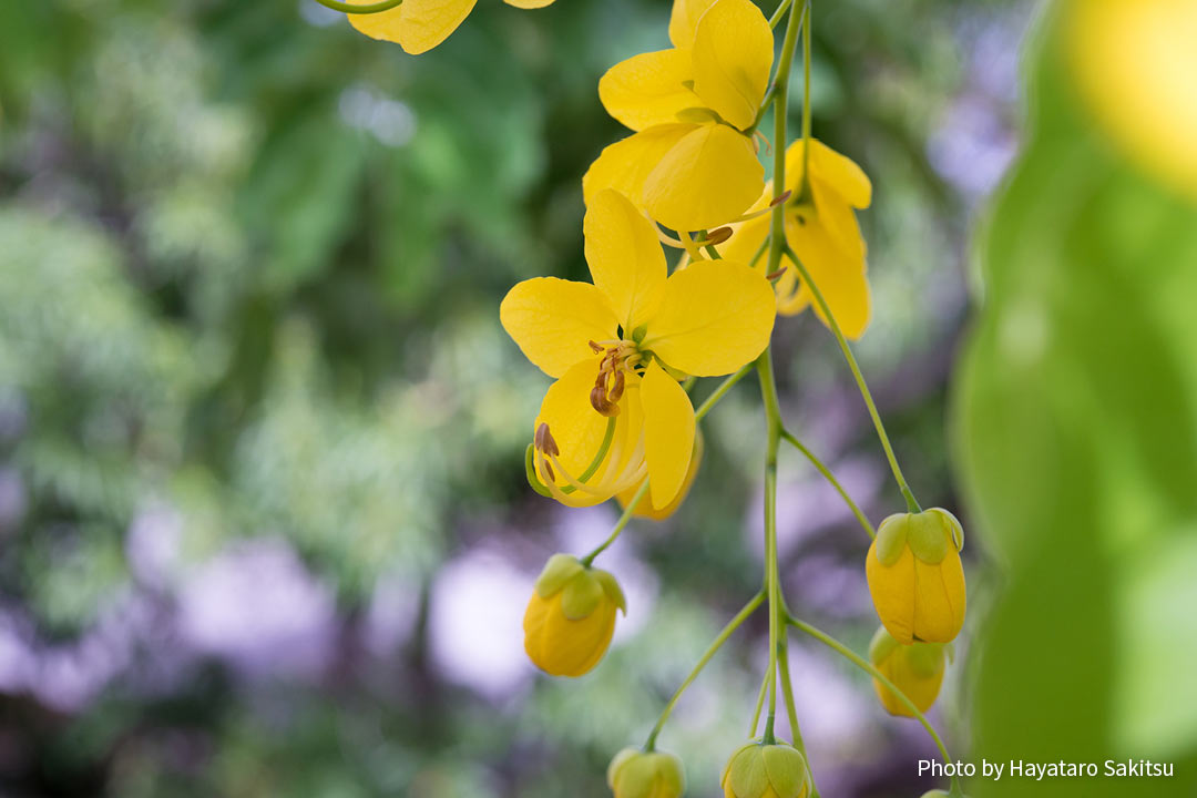 ゴールデンシャワー シャワーツリー アヌヘア ハワイの花 植物 野鳥図鑑 Golden Shower Tree Cassia Fistula