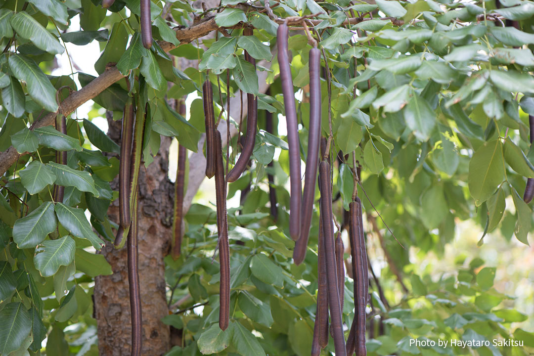 ゴールデンシャワー シャワーツリー アヌヘア ハワイの花 植物 野鳥図鑑 Golden Shower Tree Cassia Fistula