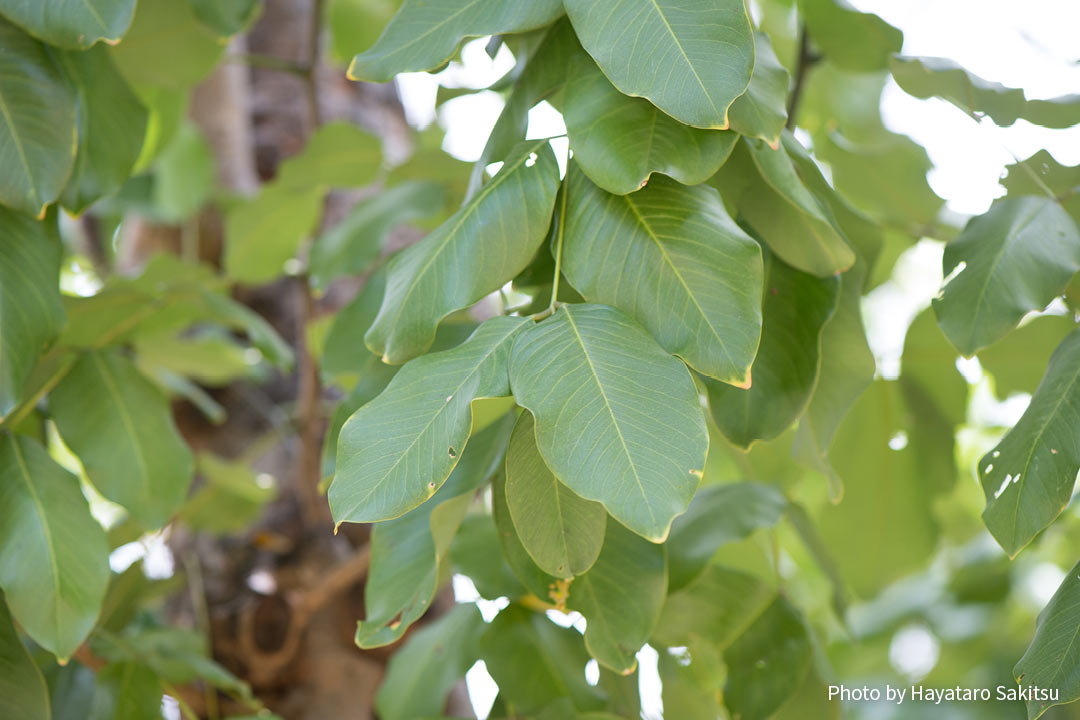 ゴールデンシャワー（シャワーツリー）Cassia fistula