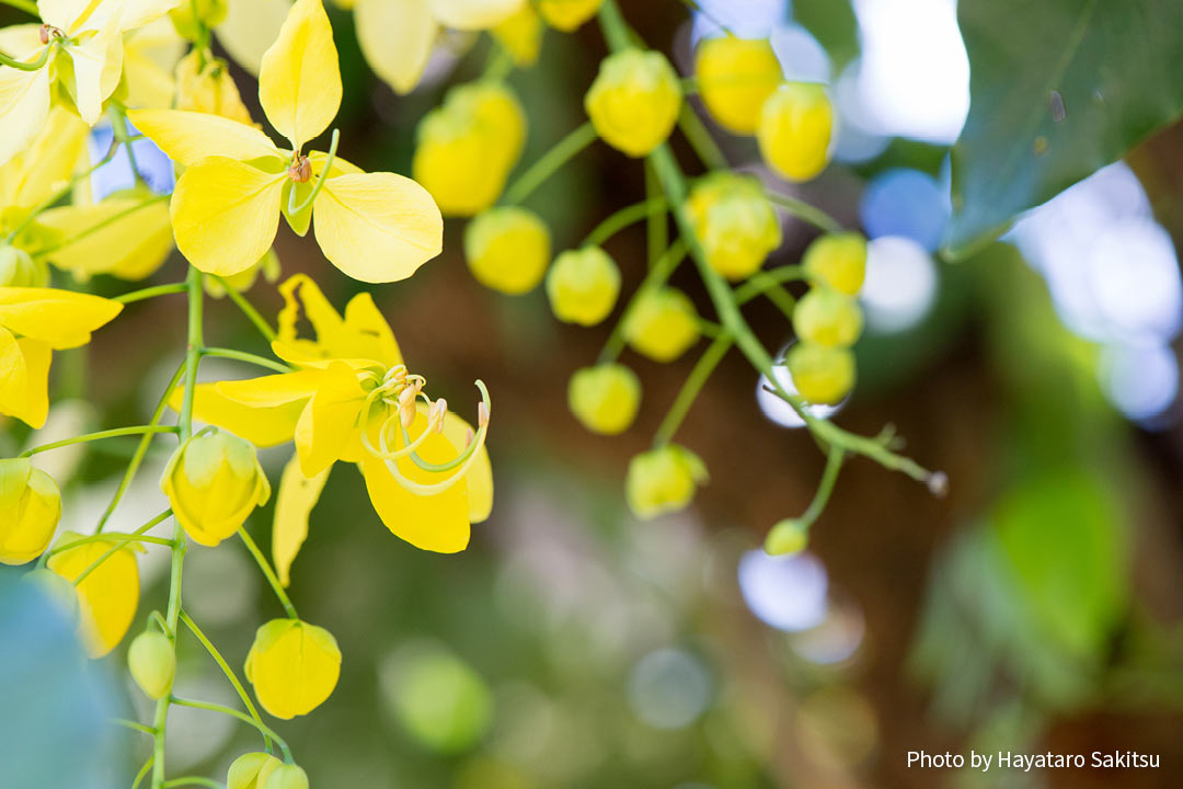 ゴールデンシャワー シャワーツリー アヌヘア ハワイの花 植物 野鳥図鑑 Golden Shower Tree Cassia Fistula