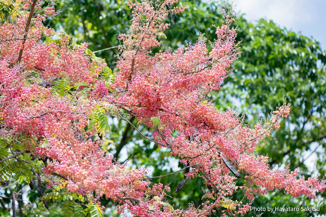 ゴールデンシャワー シャワーツリー アヌヘア ハワイの花 植物 野鳥図鑑 Golden Shower Tree Cassia Fistula