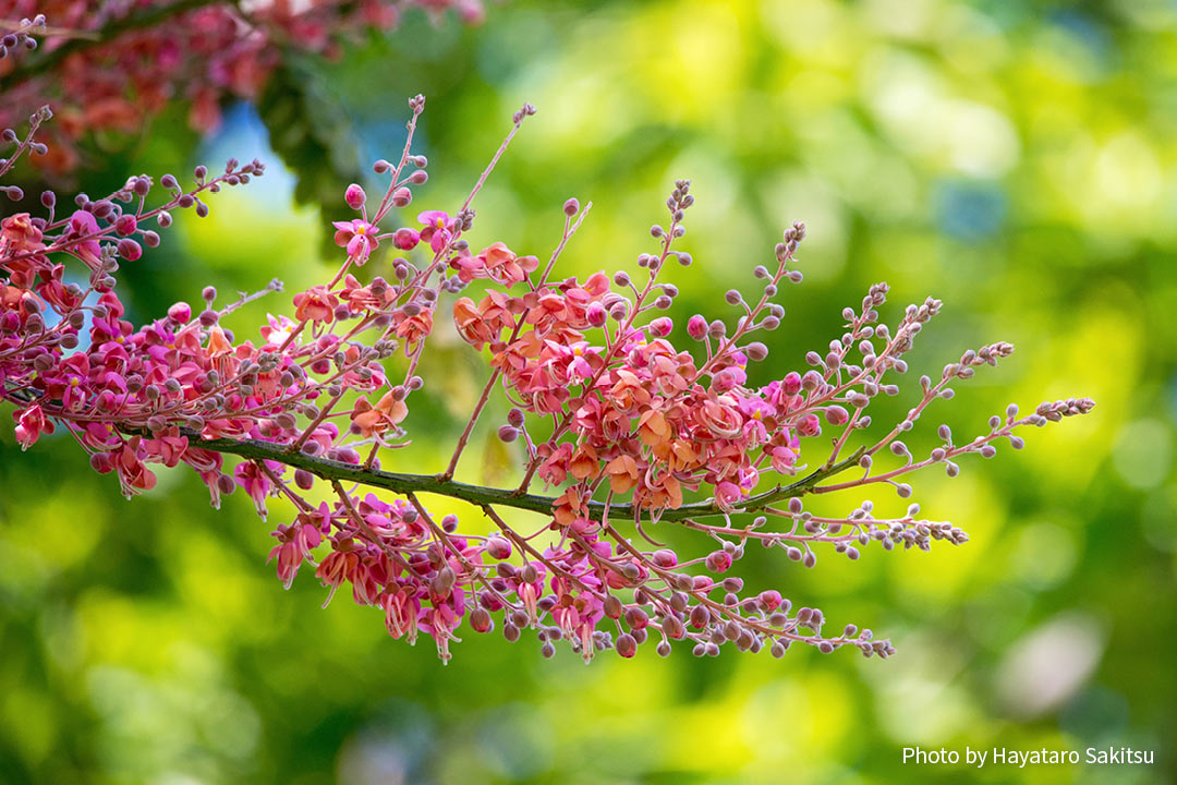 ピンクシャワー シャワーツリー アヌヘア ハワイの花 植物 野鳥図鑑 Pink Shower Tree Cassia Grandis