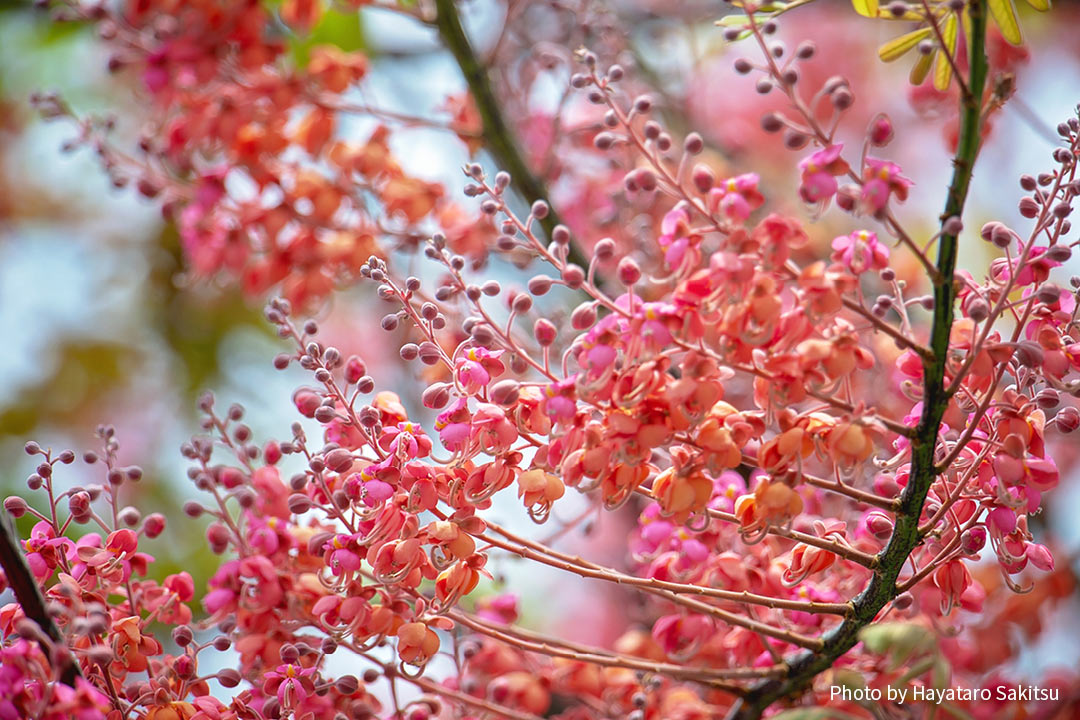 ピンクシャワーの花