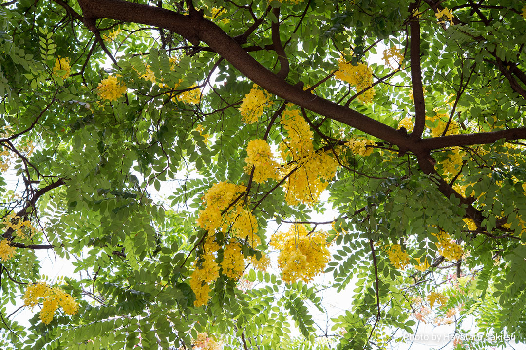 レインボーシャワー シャワーツリー アヌヘア ハワイの花 植物 野鳥図鑑 Rainbow Shower Tree Cassia Nealiae