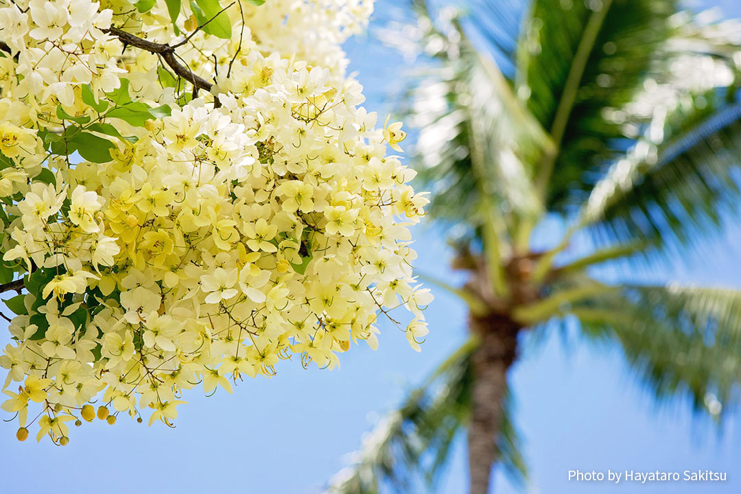 レインボーシャワー シャワーツリー アヌヘア ハワイの花 植物 野鳥図鑑 Rainbow Shower Tree Cassia Nealiae