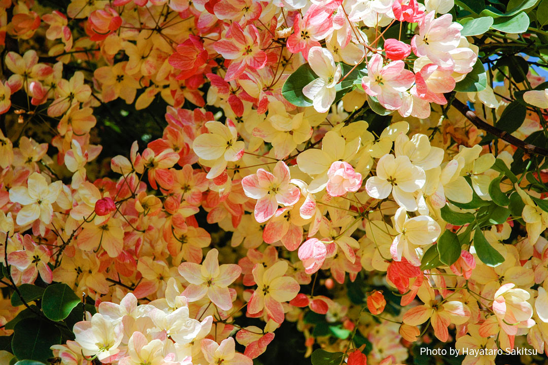 レインボーシャワー シャワーツリー アヌヘア ハワイの花 植物 野鳥図鑑 Rainbow Shower Tree Cassia Nealiae