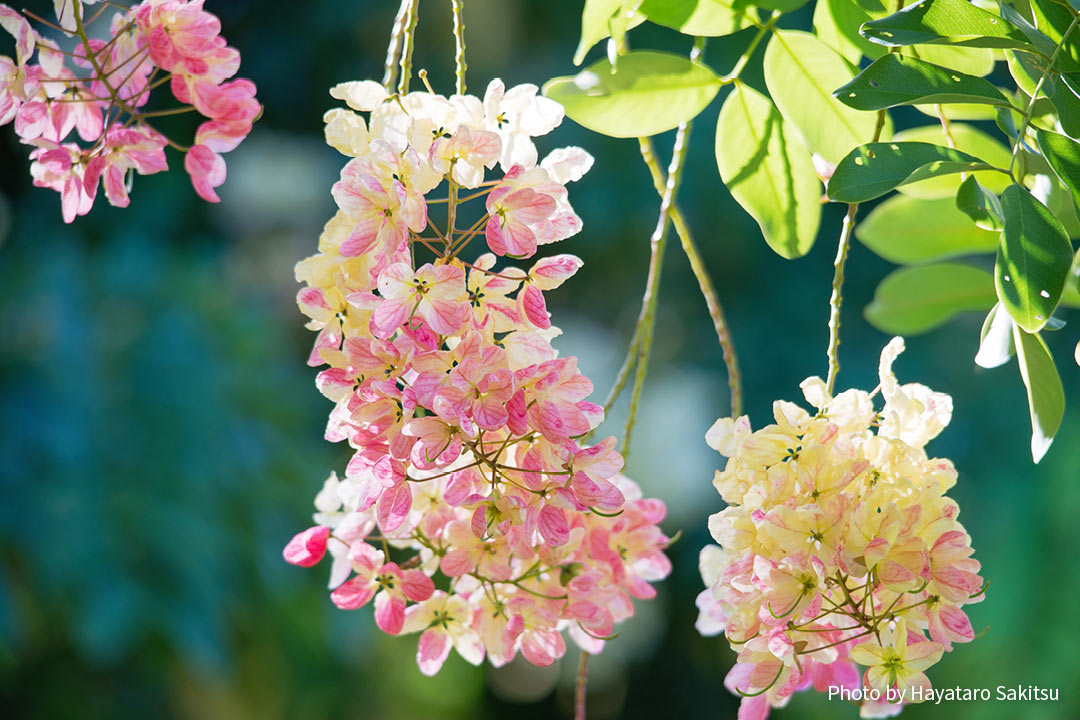 レインボーシャワー シャワーツリー アヌヘア ハワイの花 植物 野鳥図鑑 Rainbow Shower Tree Cassia Nealiae