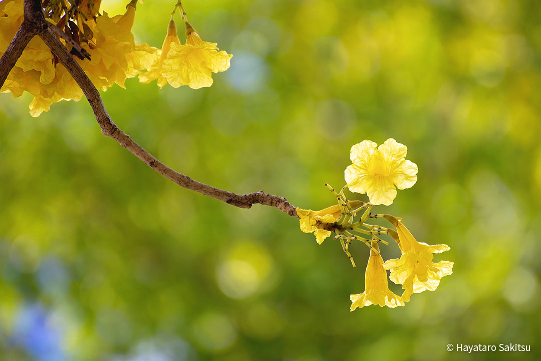 シルバートランペットツリー（Tabebuia aurea）